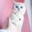 Pet Cat Beads Love Necklace